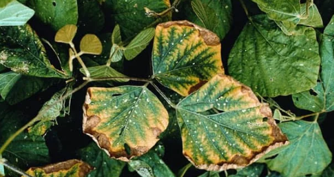Potassium Deficiency in Plants